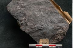 Foto (Detailansicht) von Lycopodites selaginoides Sternbg. (NHMW-GEO-2024-0188-11253)